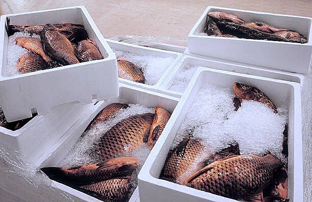 Vận Chuyển Hàng Đông Lạnh 2023 Chi Tiết, Ưu Nhược Điểm và Các Lựa Chọn Thay Thế